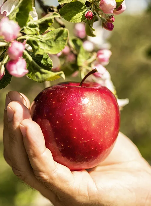 Pomme dans une main